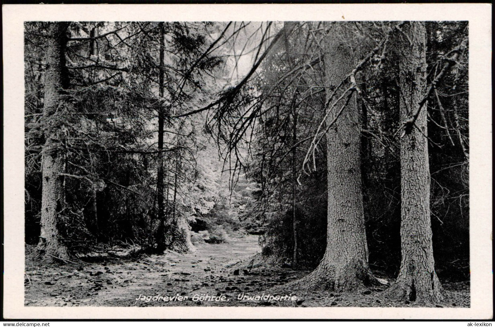 Ansichtskarte Göhrde Jagdrevier Göhrde - Waldweg 1940 - Autres & Non Classés