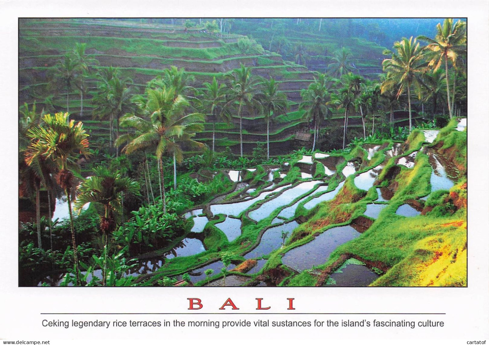 BALI . Terraces In The Morning … - Other & Unclassified