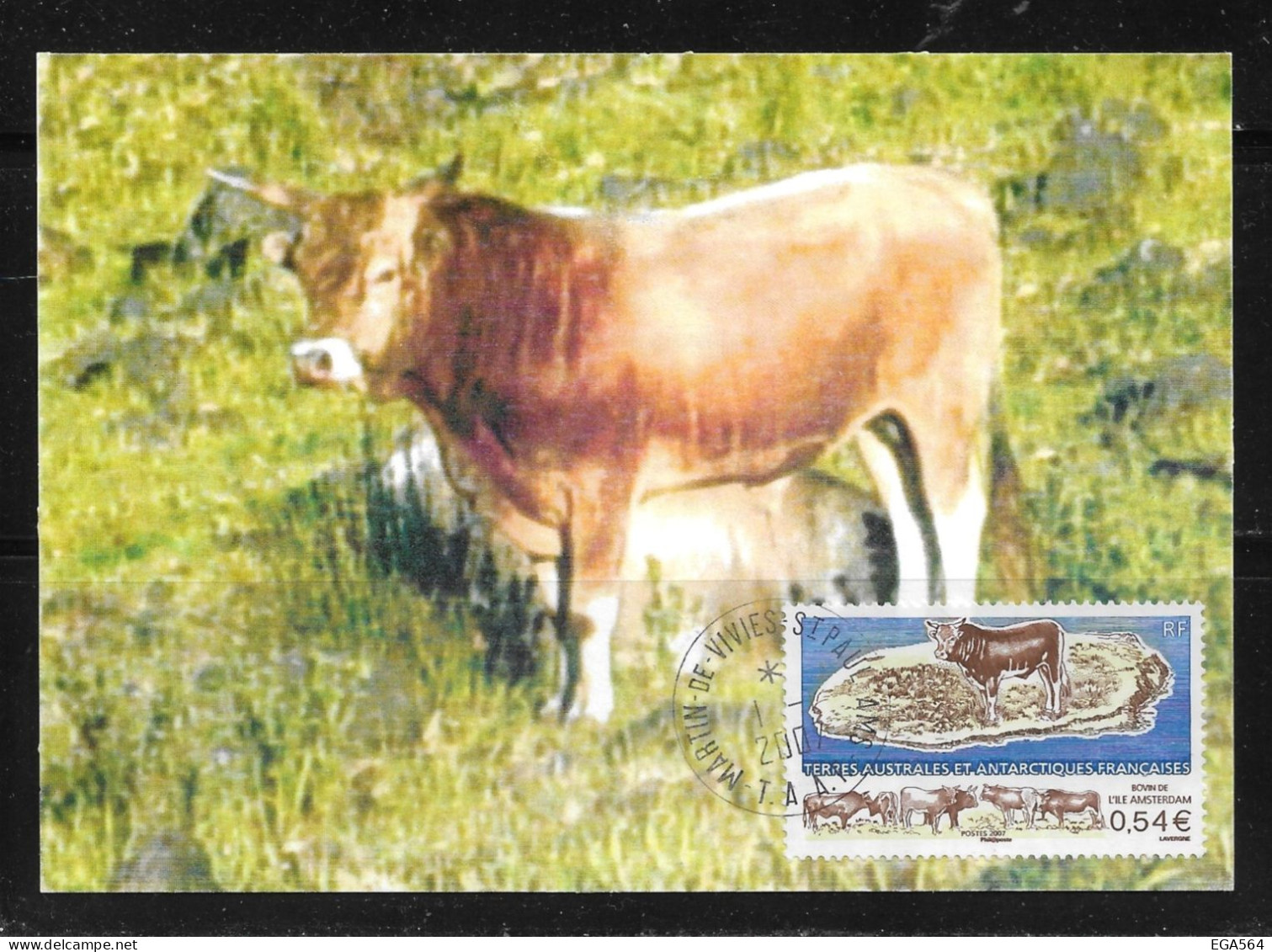 92 - Y&T 461 Bovins De L'Île Amsterdam Sur Carte MAXI FDC Du 1.1.2007 St-Paul AMS - Briefe U. Dokumente