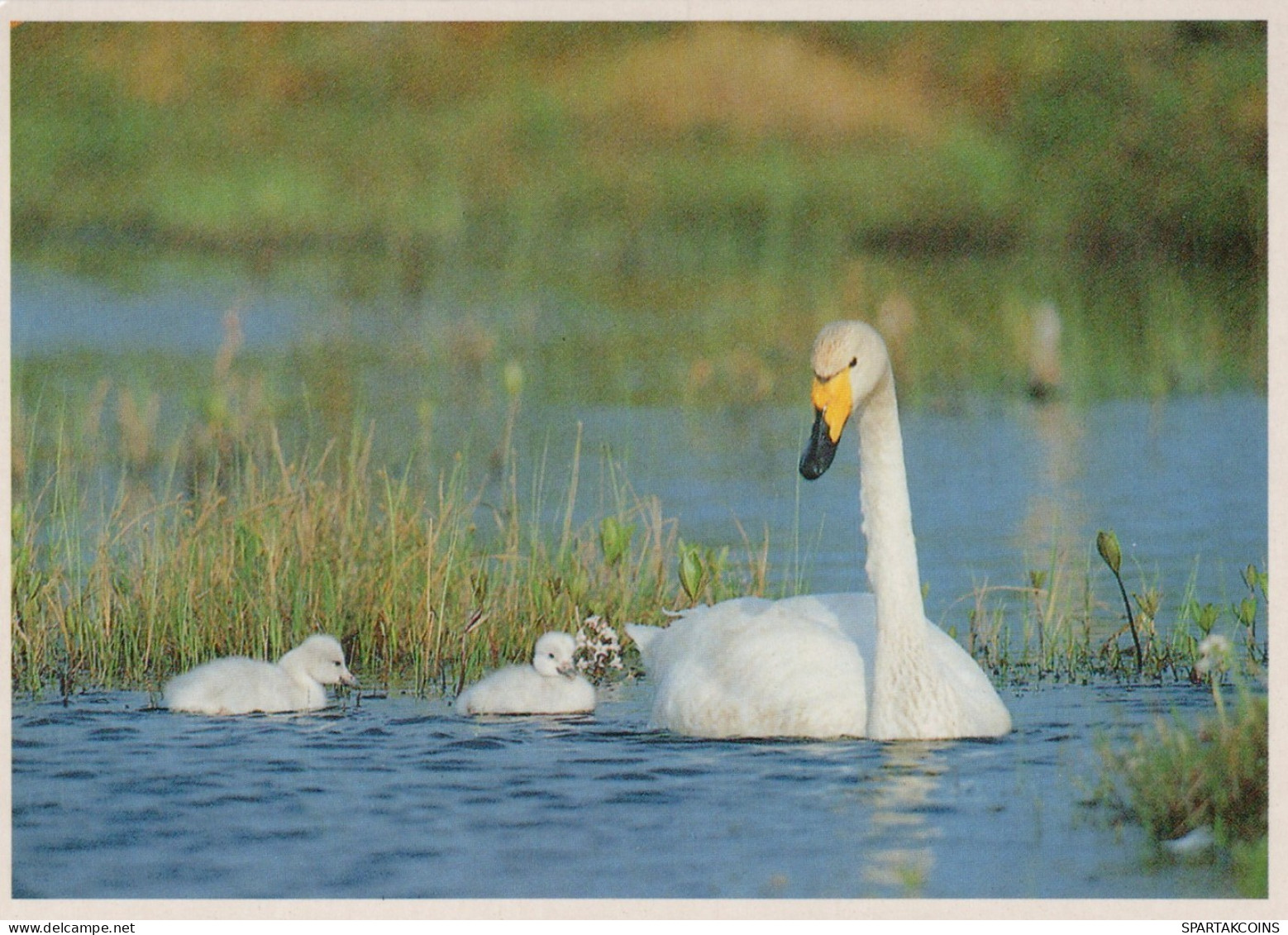 VOGEL Tier Vintage Ansichtskarte Postkarte CPSM #PAM720.A - Birds