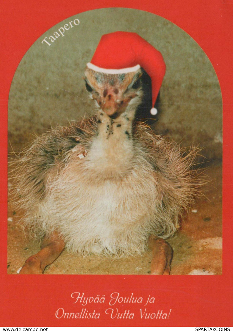 BIRD Animals Vintage Postcard CPSM #PBR604.A - Birds