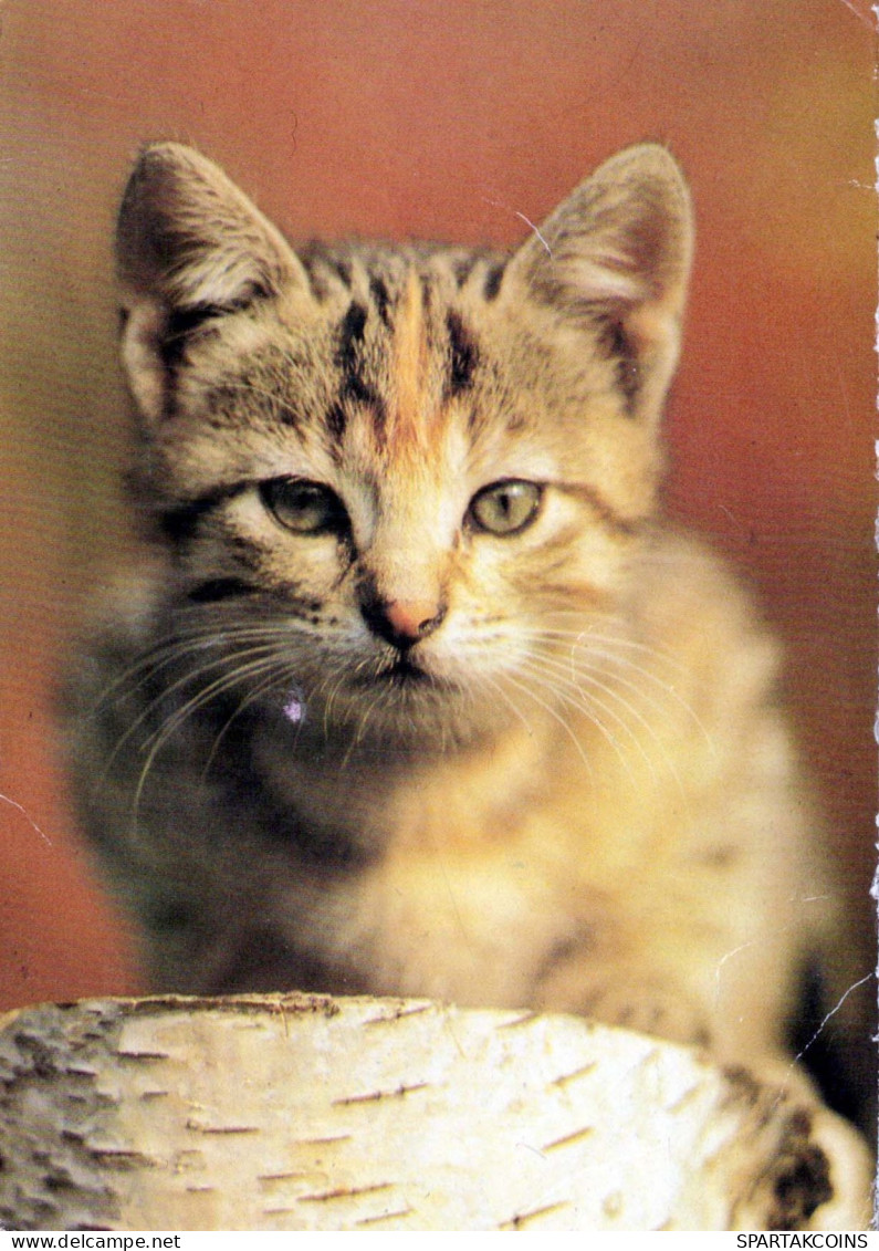 CAT KITTY Animals Vintage Postcard CPSM #PBQ953.A - Cats
