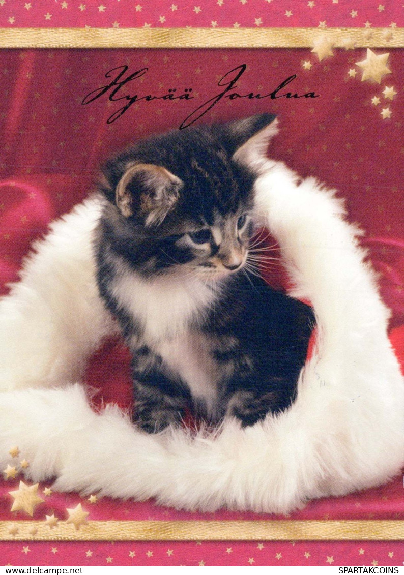CAT KITTY Animals Vintage Postcard CPSM #PBQ893.A - Cats