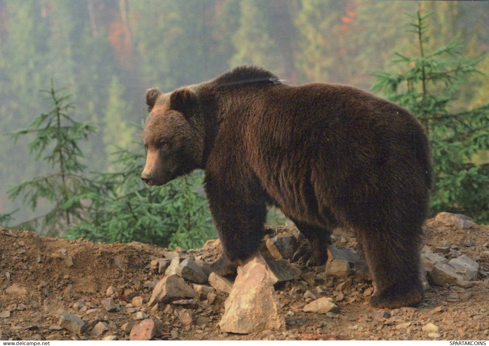 OSO Animales Vintage Tarjeta Postal CPSM #PBS271.A - Bears
