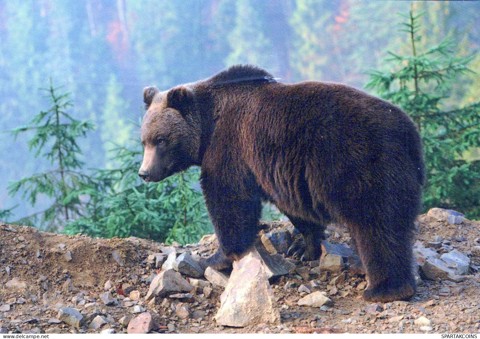 OSO Animales Vintage Tarjeta Postal CPSM #PBS271.A - Bears