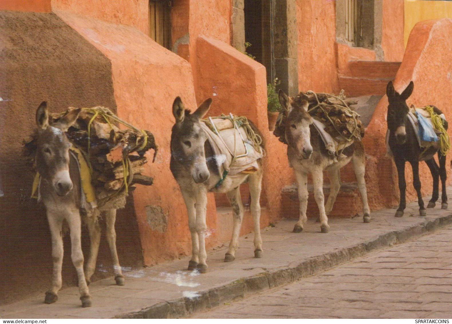BURRO Animales Vintage Tarjeta Postal CPSM #PBR945.A - Donkeys