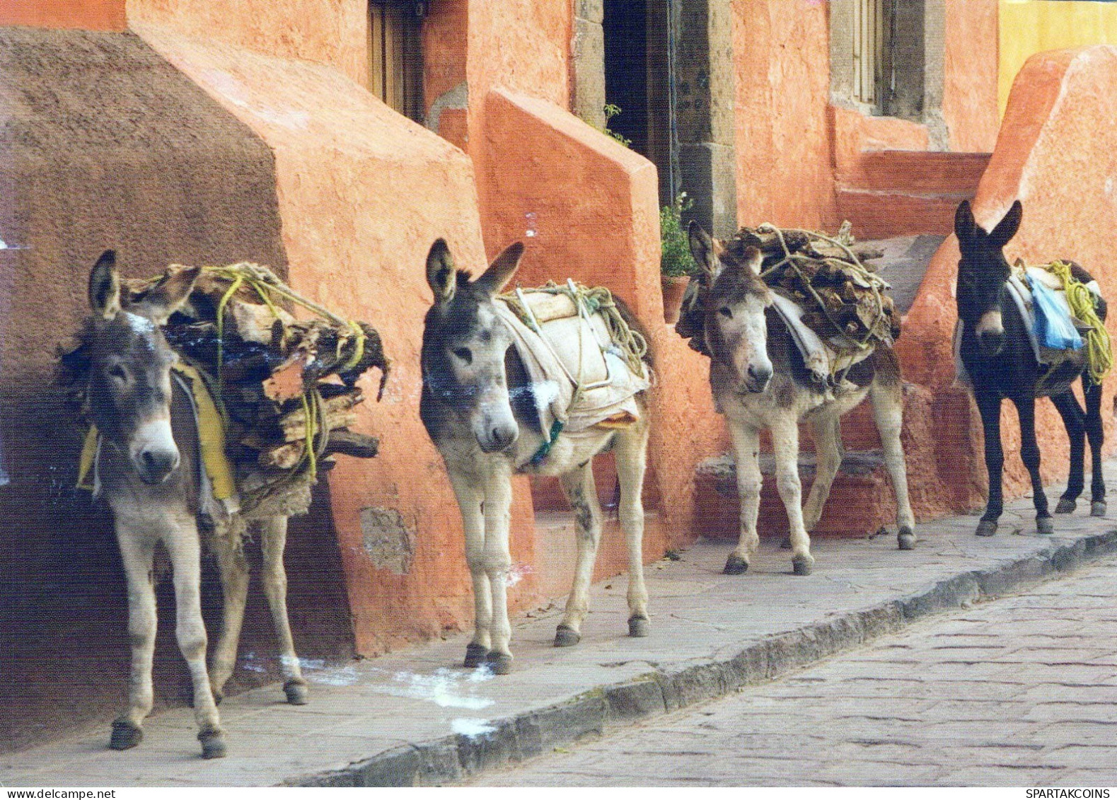 BURRO Animales Vintage Tarjeta Postal CPSM #PBR945.A - Donkeys
