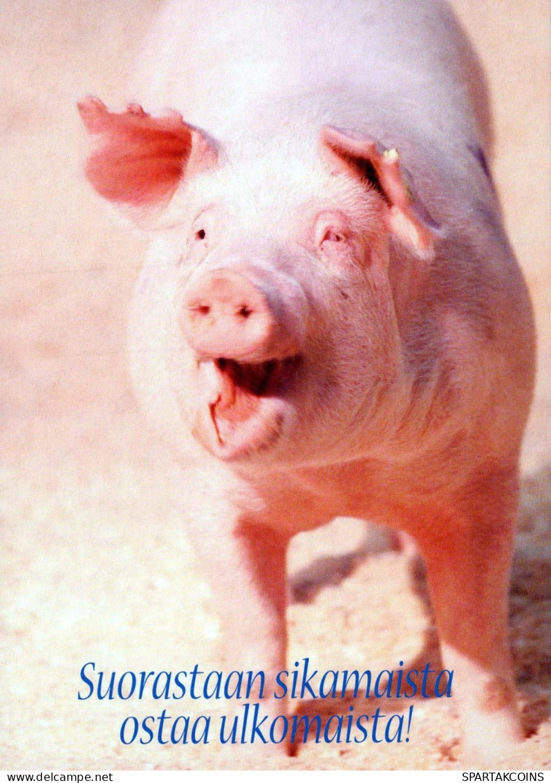 PIGS Tier Vintage Ansichtskarte Postkarte CPSM #PBR758.A - Pigs