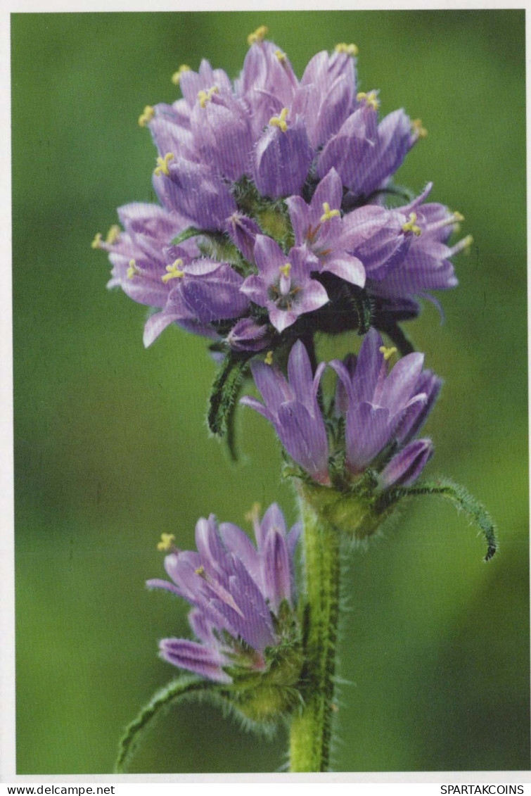 FLOWERS Vintage Postcard CPSM #PAS492.GB - Flores