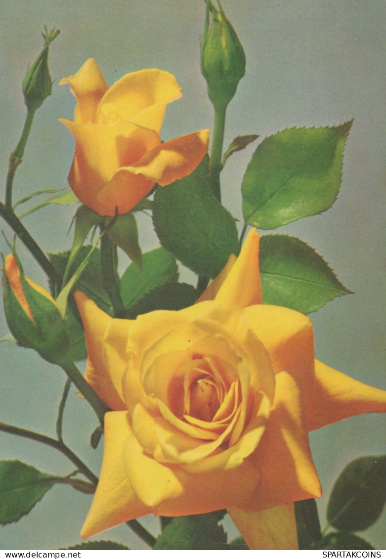 FLOWERS Vintage Postcard CPSM #PAS192.GB - Fleurs