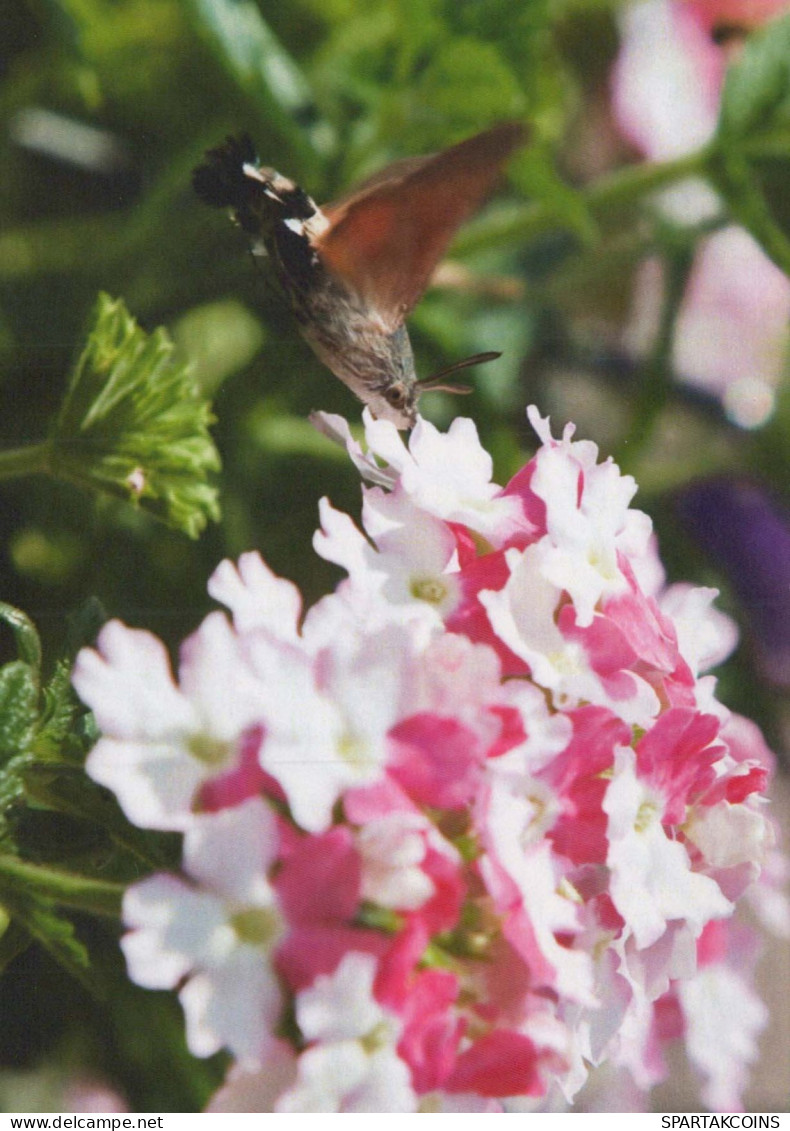 FLOWERS Vintage Postcard CPSM #PAR531.GB - Fleurs