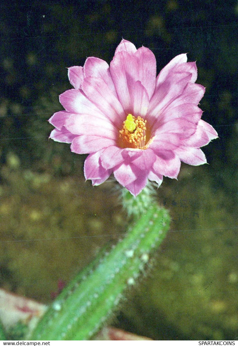 FLOWERS Vintage Postcard CPSM #PAR170.GB - Fleurs