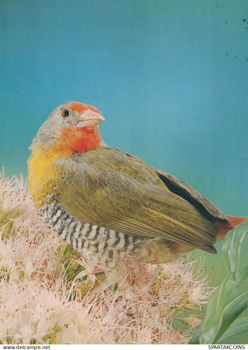 BIRD Animals Vintage Postcard CPSM #PAN336.GB - Birds