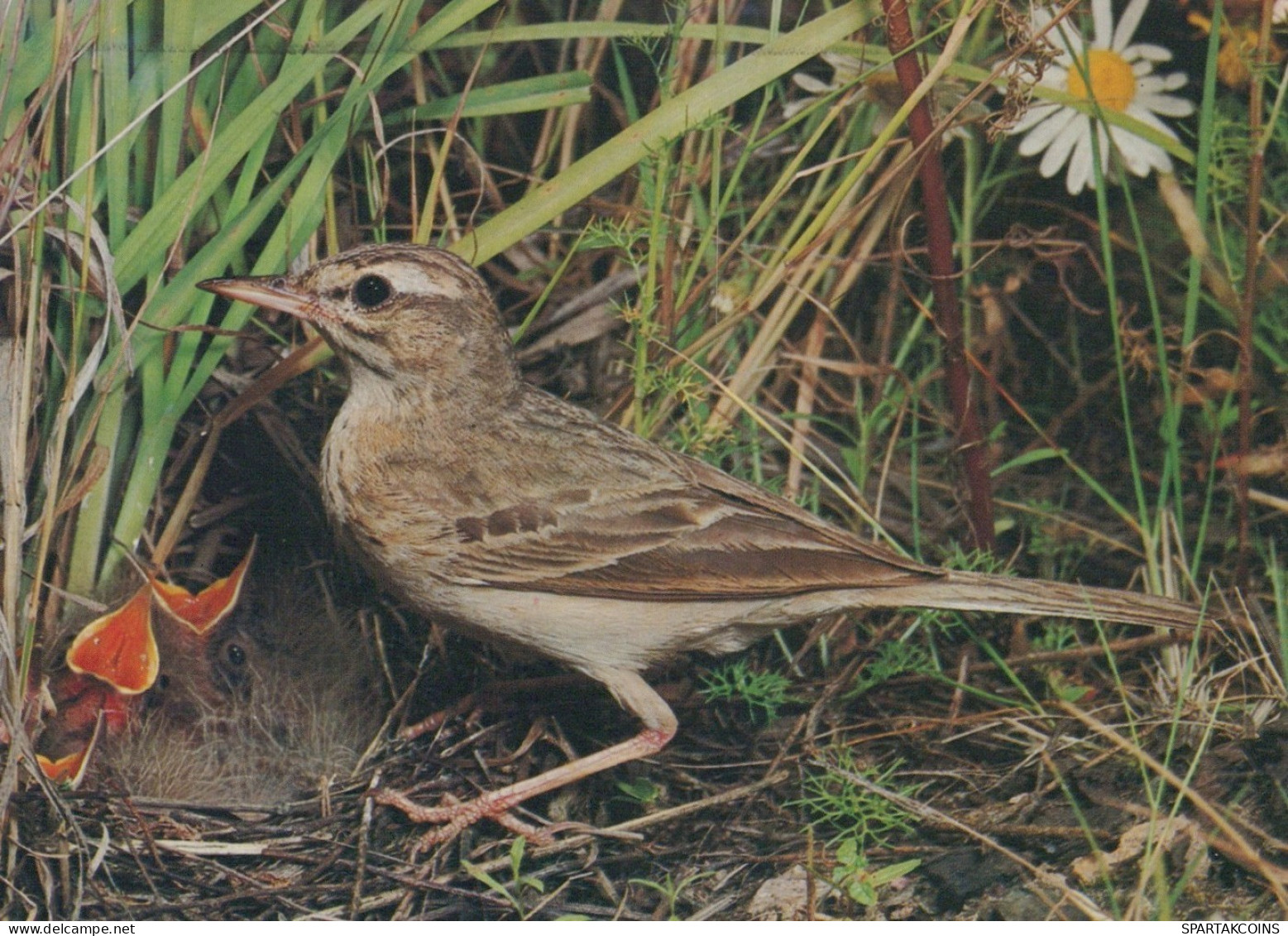 BIRD Animals Vintage Postcard CPSM #PAN274.GB - Birds