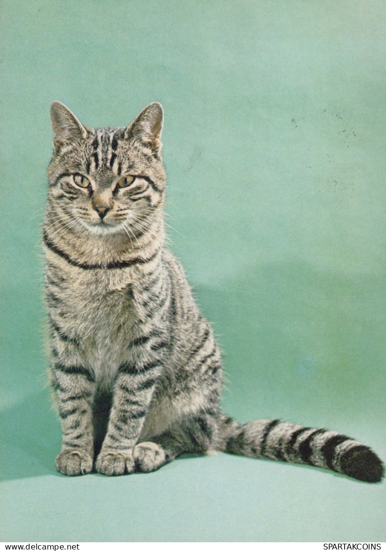 CAT KITTY Animals Vintage Postcard CPSM #PAM465.GB - Cats