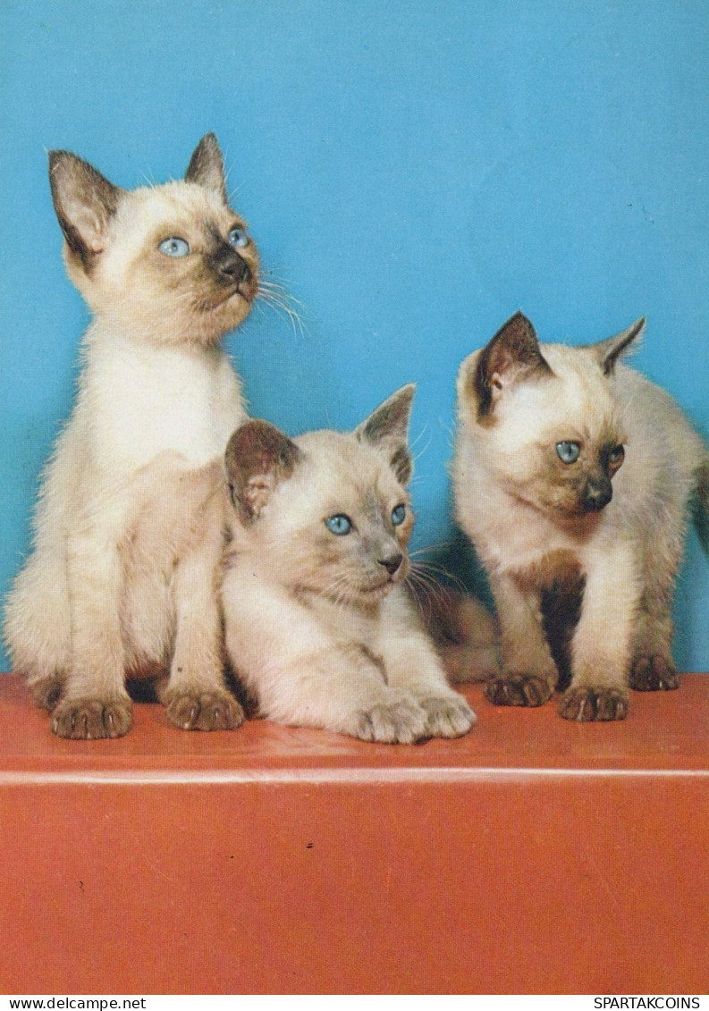 CAT KITTY Animals Vintage Postcard CPSM #PAM588.GB - Cats