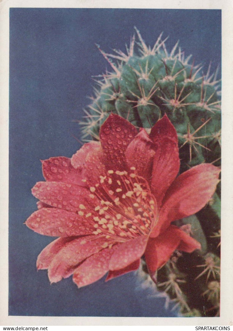 FLORES Vintage Tarjeta Postal CPSM #PAR712.ES - Fleurs