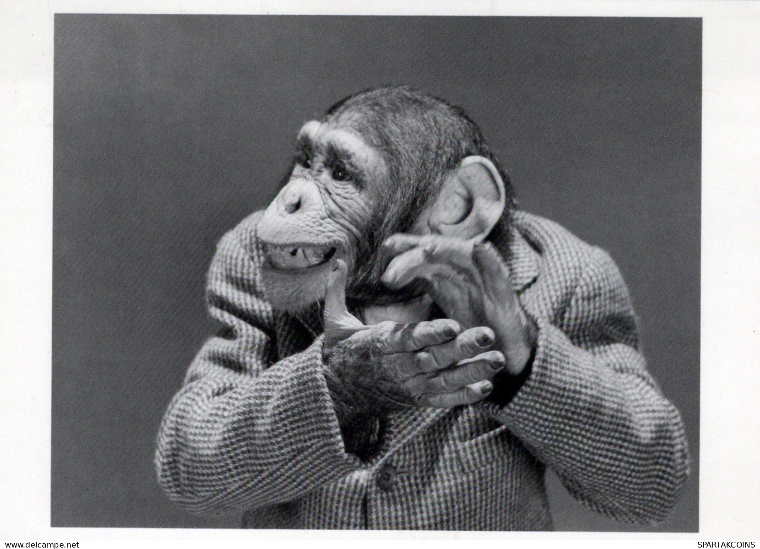 MONO Animales Vintage Tarjeta Postal CPSM #PAN989.ES - Singes