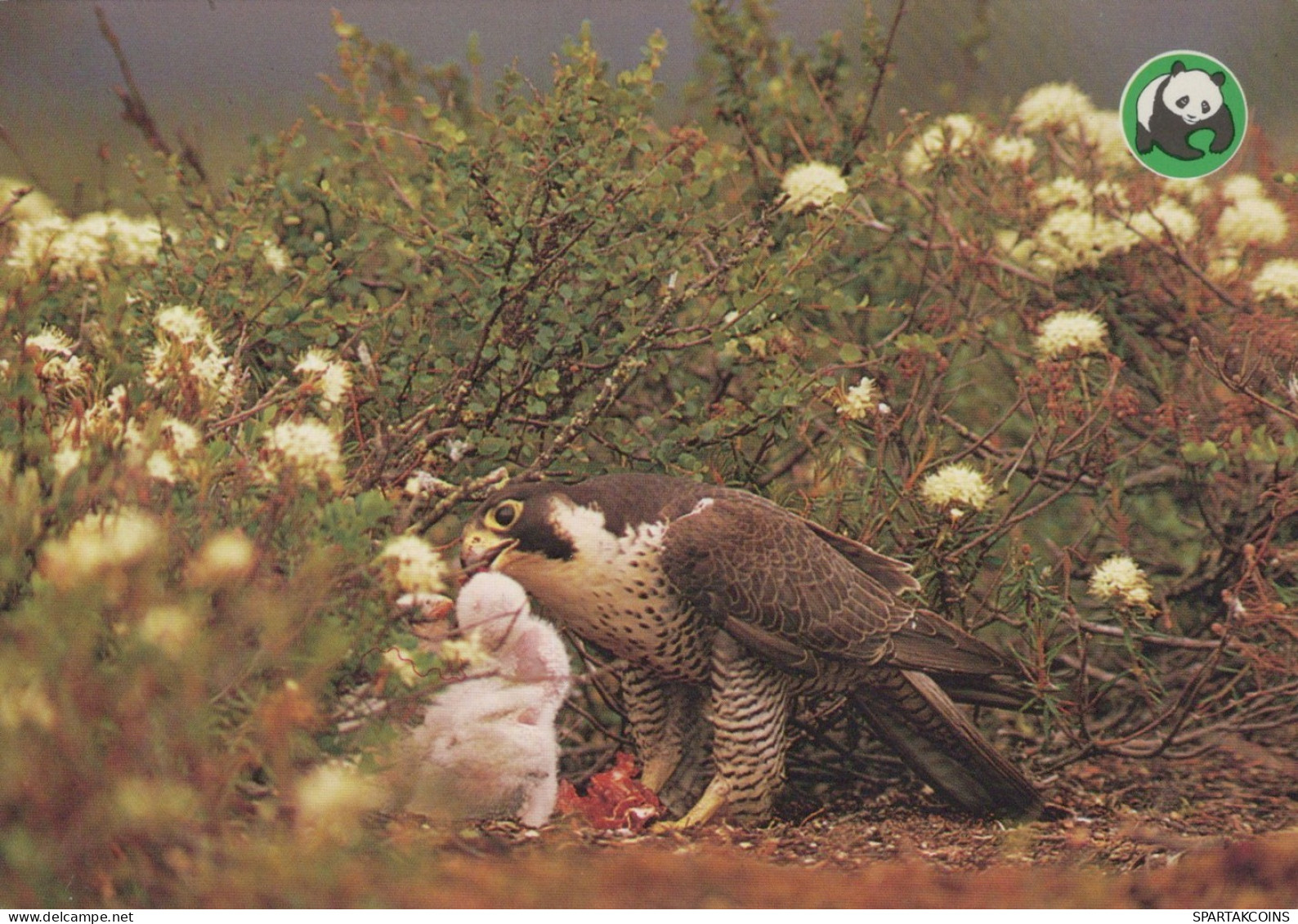 PÁJARO Animales Vintage Tarjeta Postal CPSM #PAN215.ES - Oiseaux