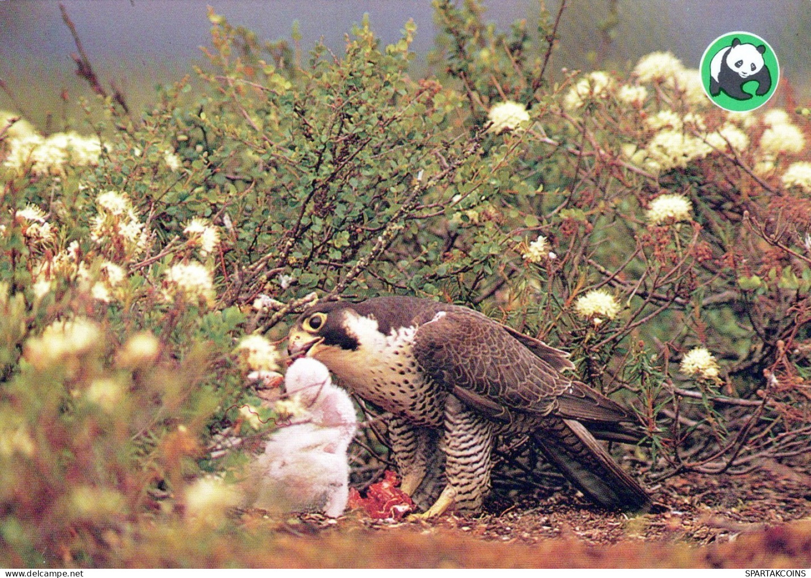 PÁJARO Animales Vintage Tarjeta Postal CPSM #PAN215.ES - Oiseaux