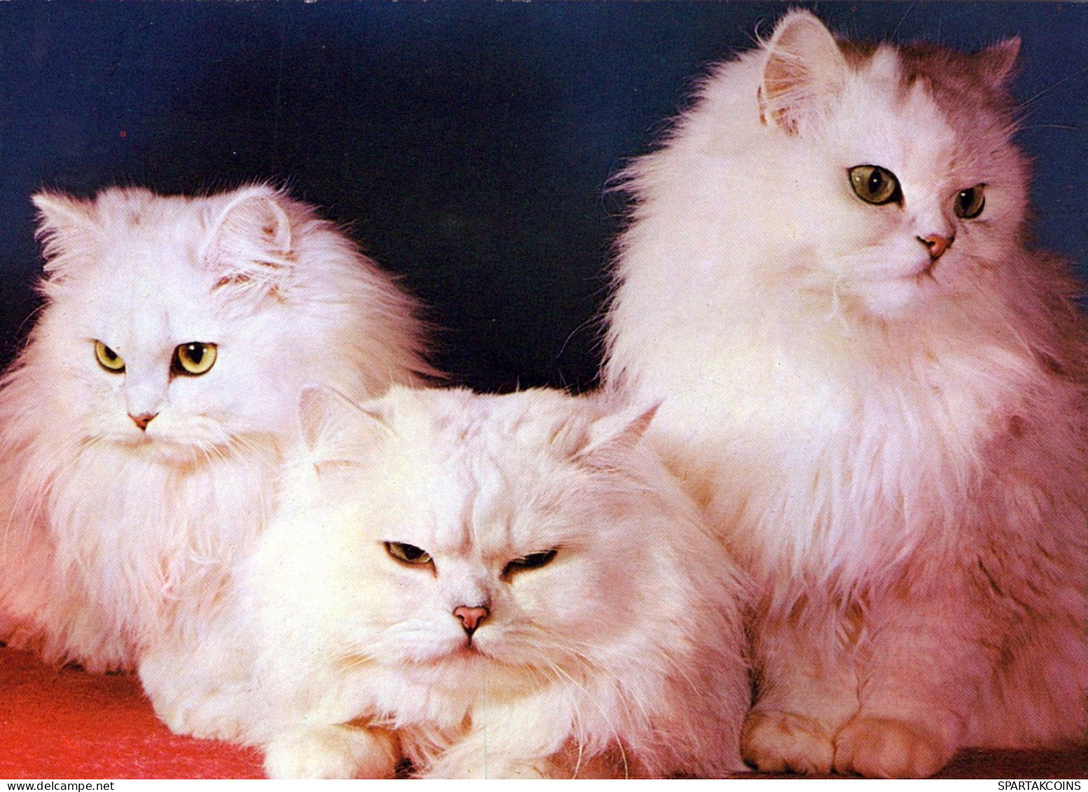 GATO GATITO Animales Vintage Tarjeta Postal CPSM #PAM466.ES - Katten