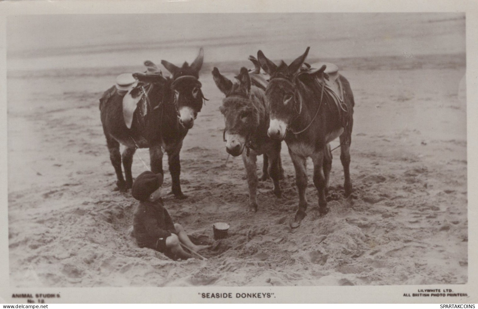 DONKEY Animals Children Vintage Antique Old CPA Postcard #PAA210.GB - Donkeys