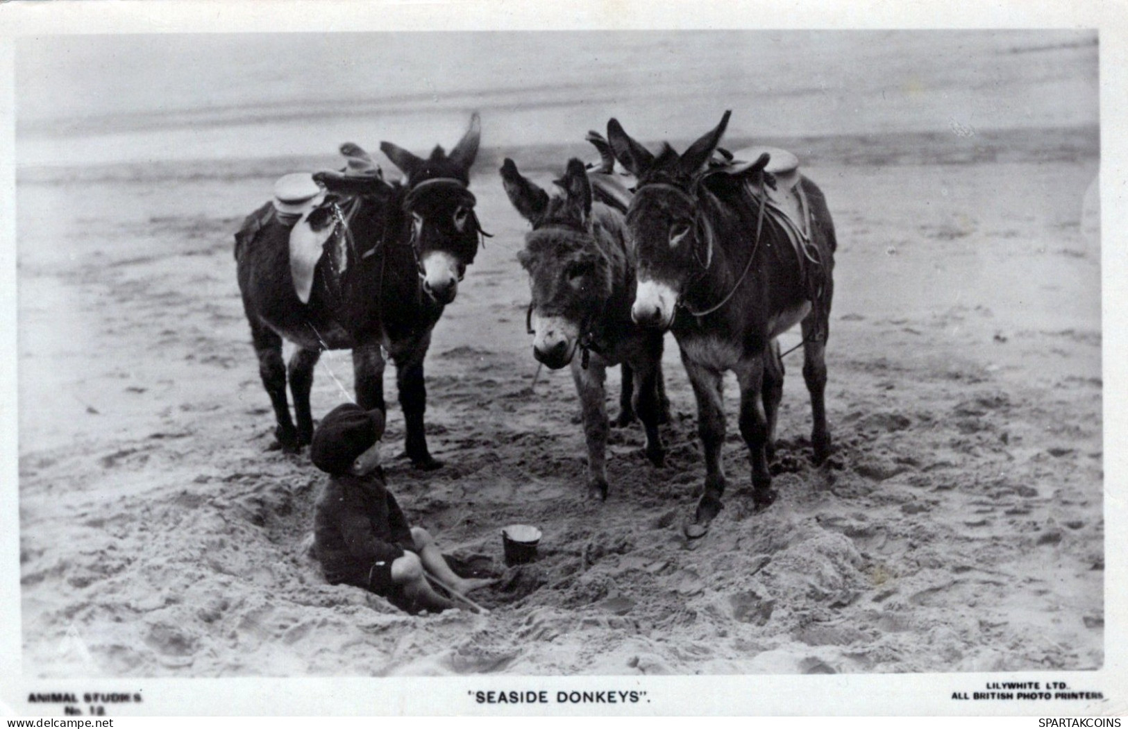 DONKEY Animals Children Vintage Antique Old CPA Postcard #PAA210.GB - Esel