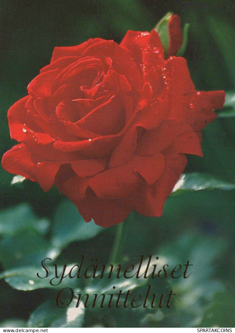 FLOWERS Vintage Postcard CPSM #PBZ419.GB - Fleurs