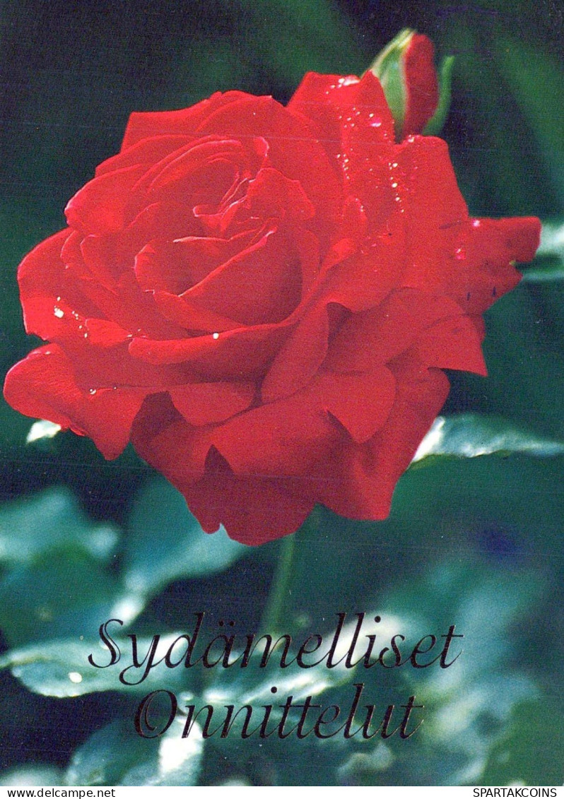FLOWERS Vintage Postcard CPSM #PBZ419.GB - Blumen