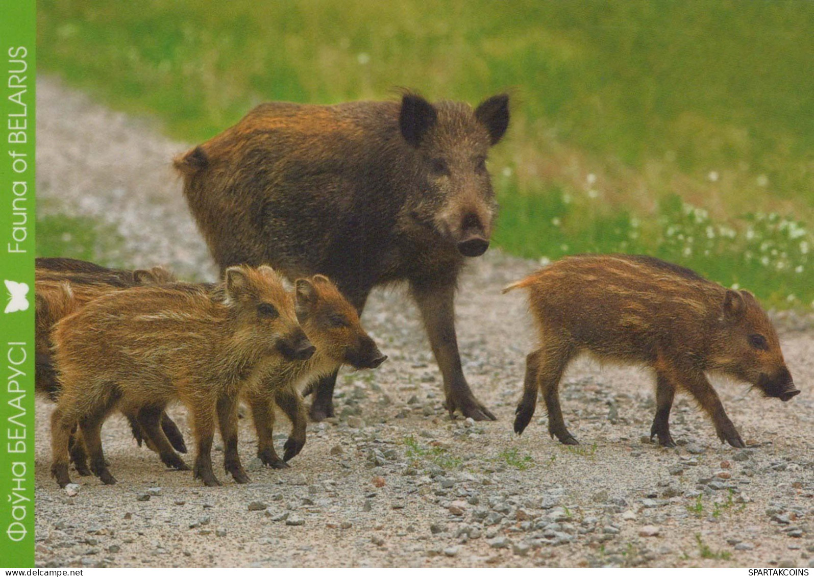 PIGS Animals Vintage Postcard CPSM #PBR782.GB - Pigs