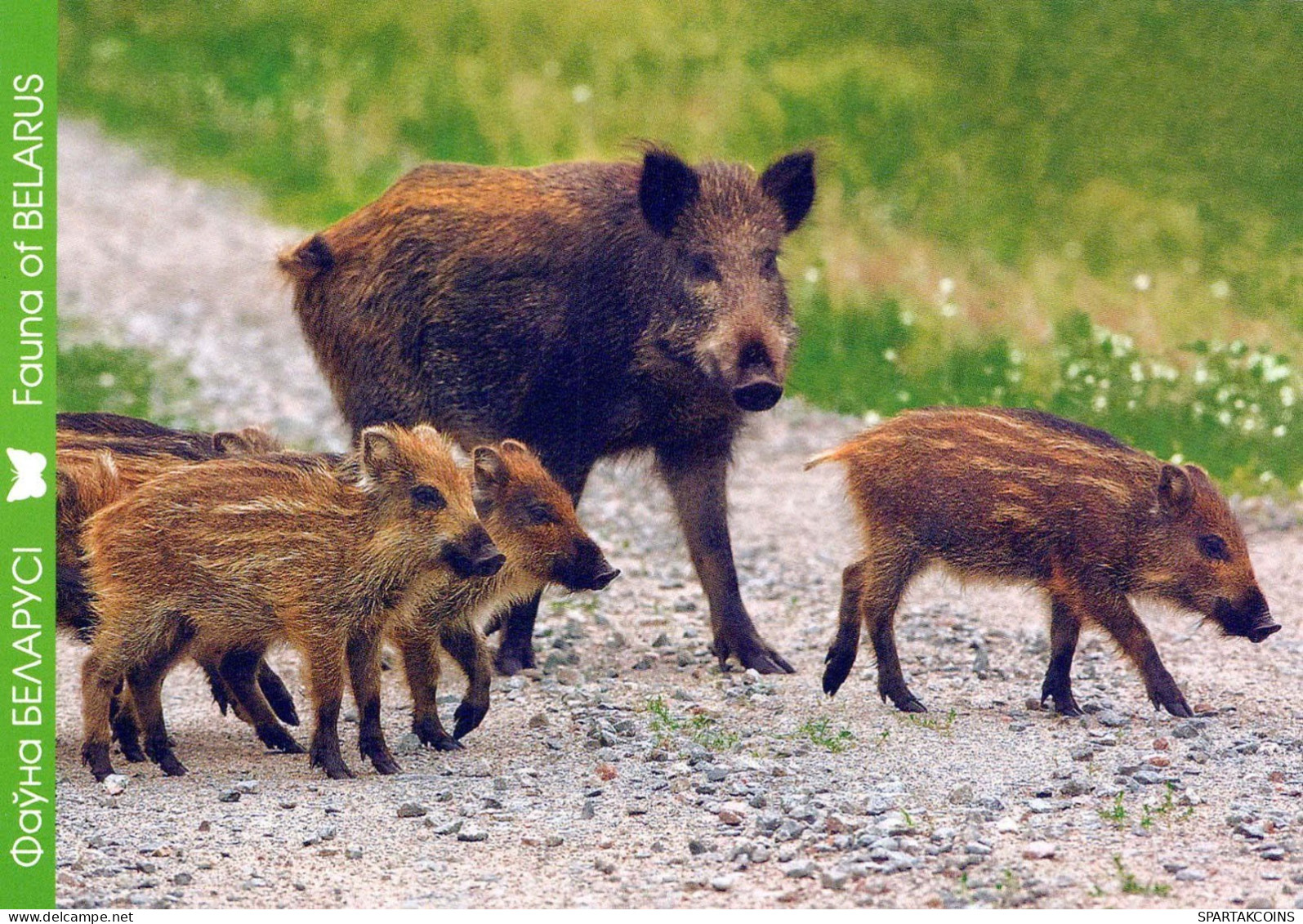 PIGS Animals Vintage Postcard CPSM #PBR782.GB - Pigs