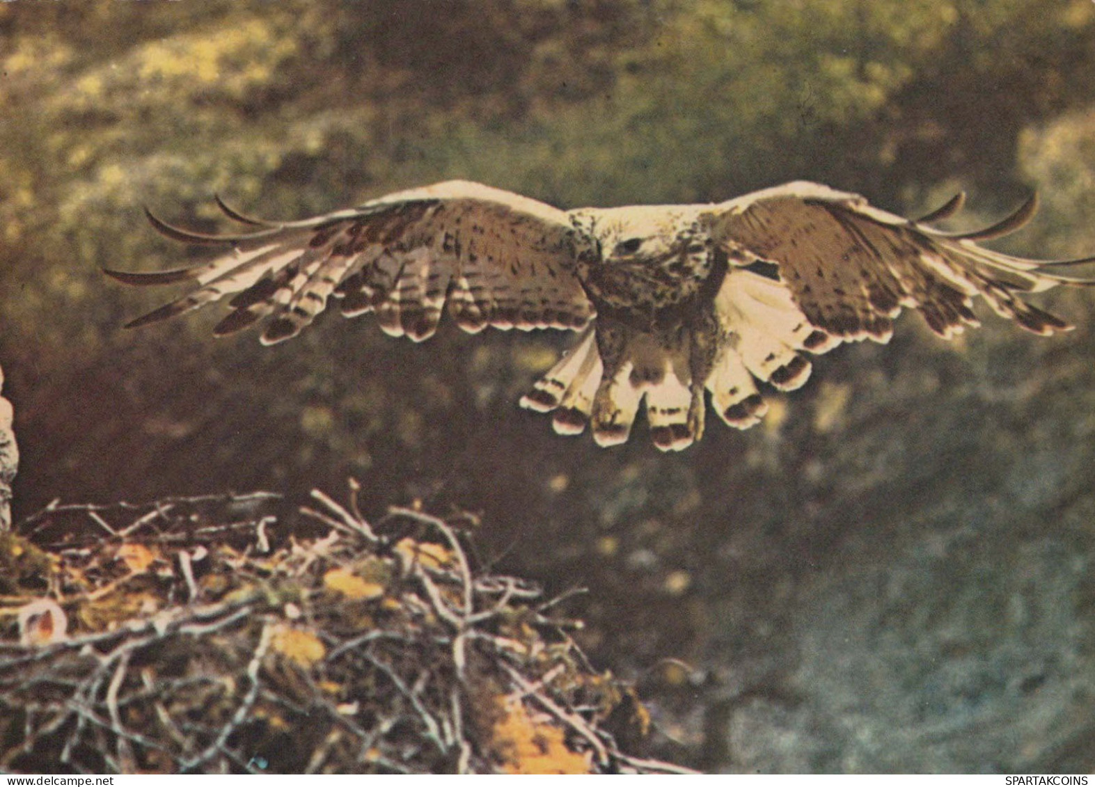 BIRD Animals Vintage Postcard CPSM #PBR721.GB - Oiseaux