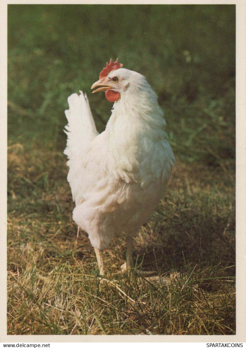 BIRD Animals Vintage Postcard CPSM #PBR591.GB - Oiseaux