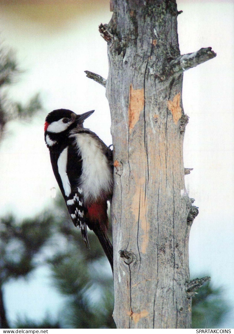 BIRD Animals Vintage Postcard CPSM #PBR528.GB - Oiseaux