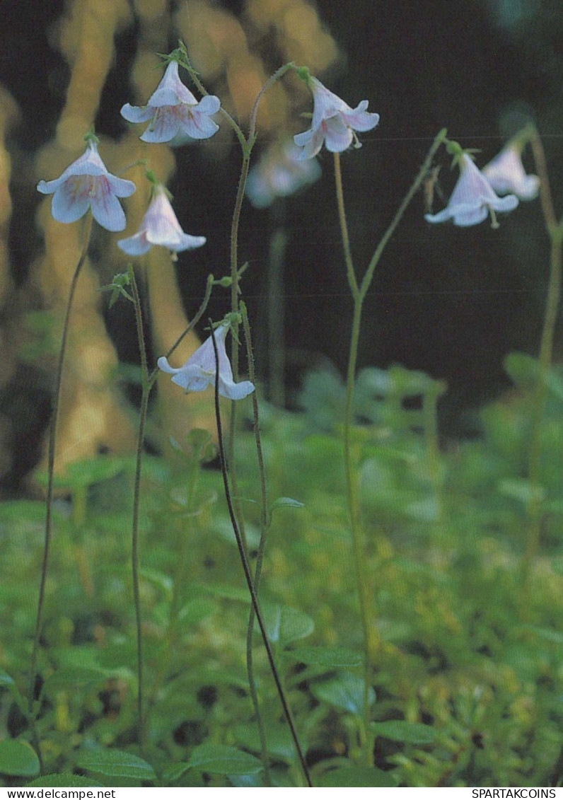 FLEURS Vintage Carte Postale CPSM #PAR473.FR - Blumen