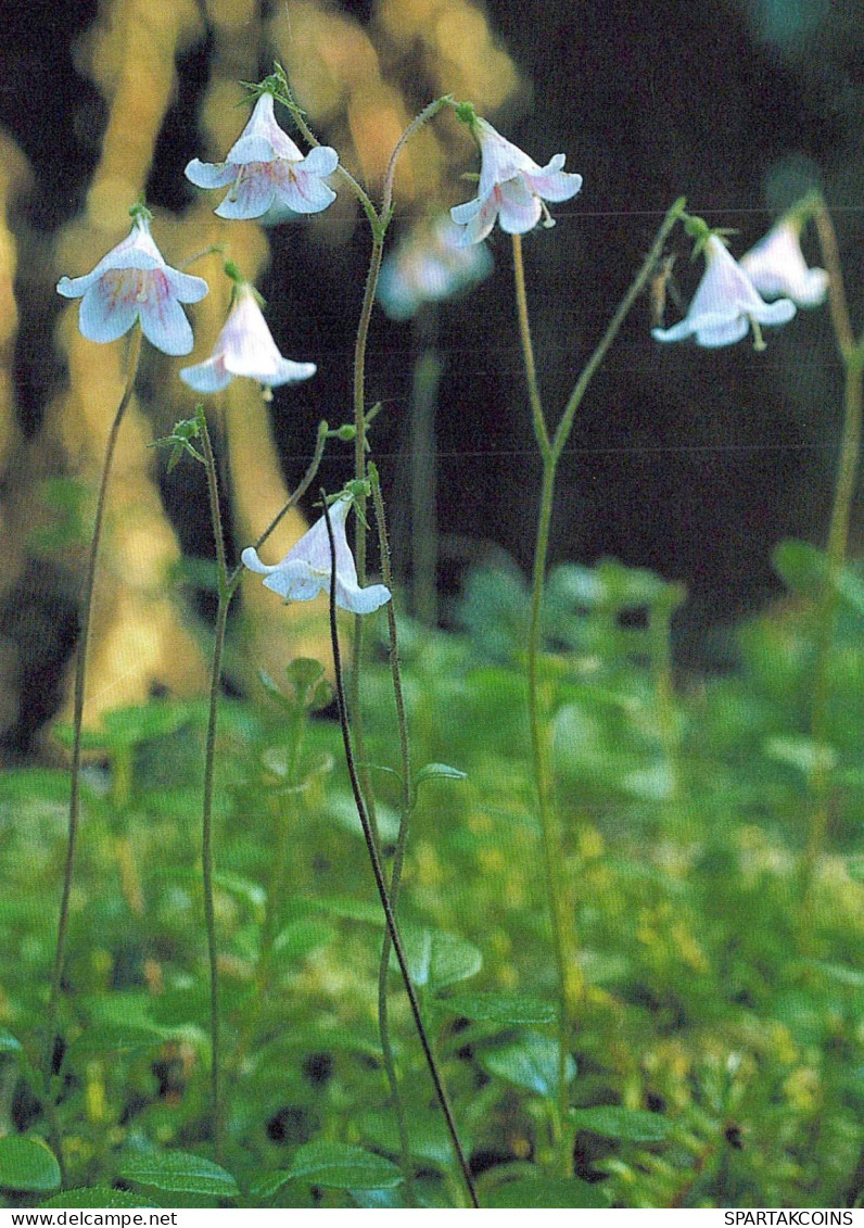 FLEURS Vintage Carte Postale CPSM #PAR473.FR - Blumen