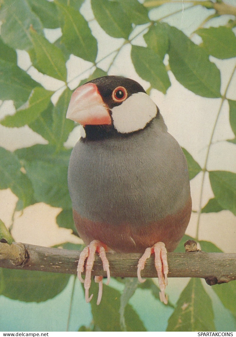 OISEAU Animaux Vintage Carte Postale CPSM #PAN338.FR - Oiseaux