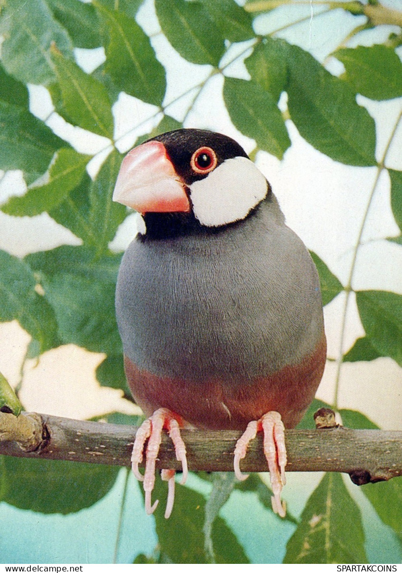 OISEAU Animaux Vintage Carte Postale CPSM #PAN338.FR - Oiseaux