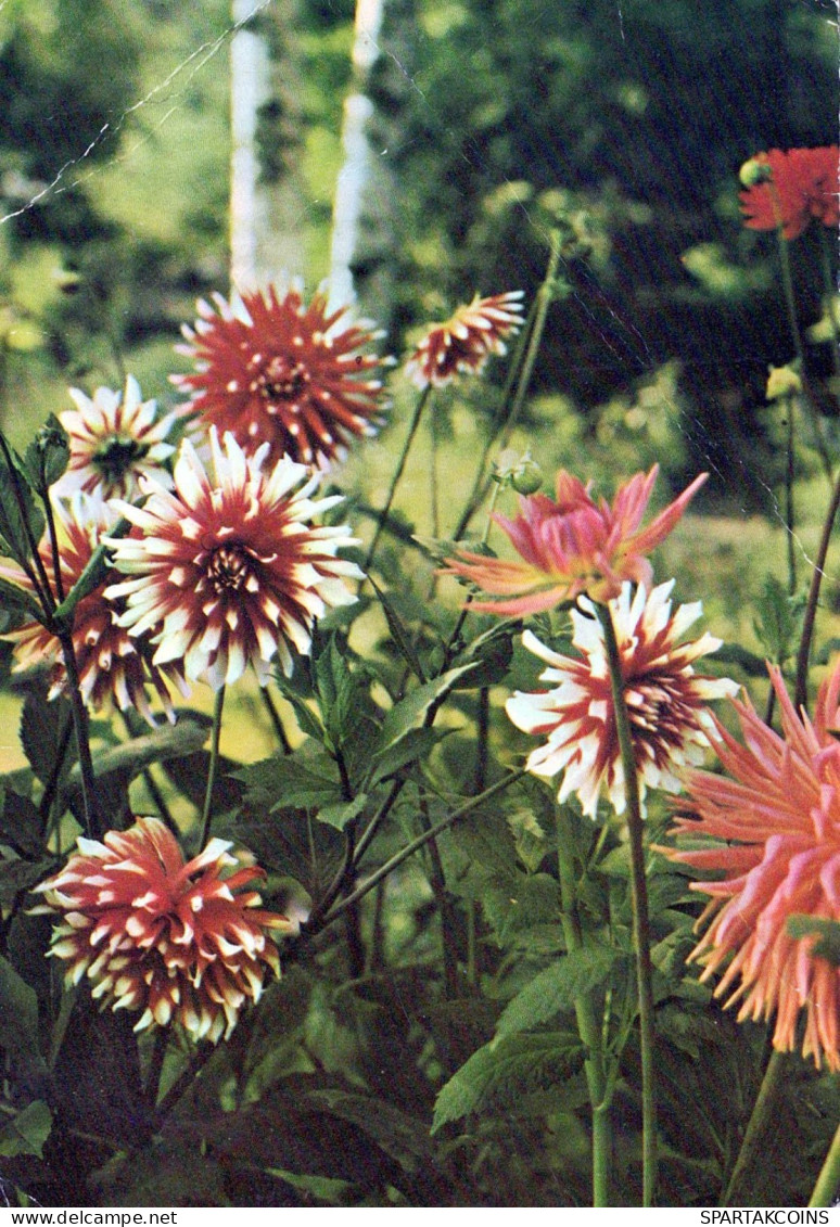 FLEURS Vintage Carte Postale CPSM #PAR172.FR - Blumen