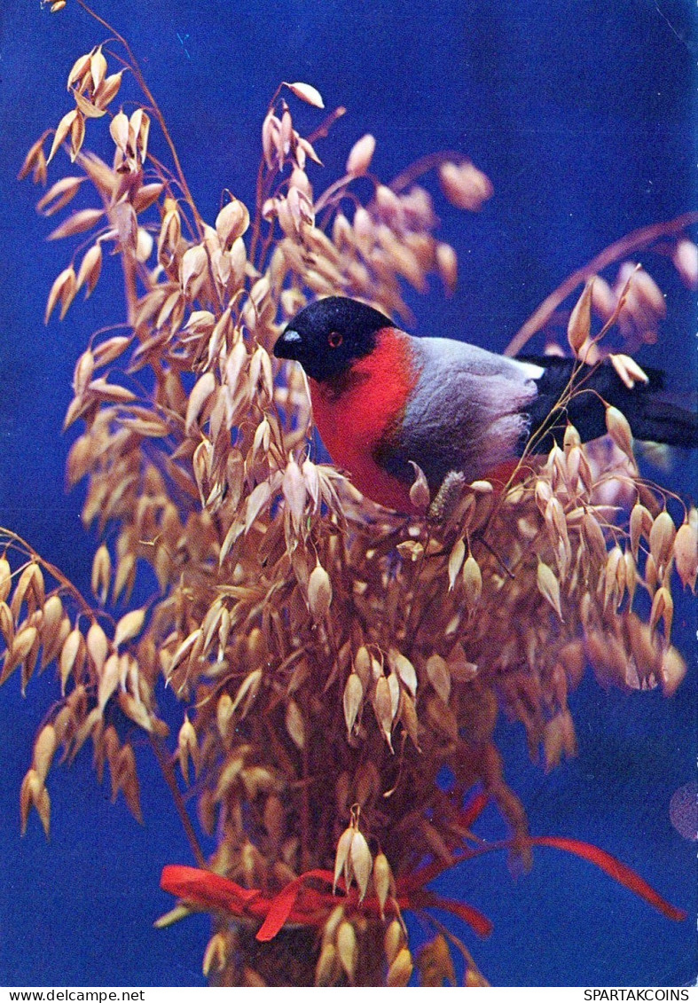 OISEAU Animaux Vintage Carte Postale CPSM #PAN092.FR - Oiseaux