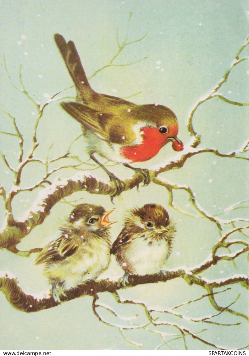 OISEAU Animaux Vintage Carte Postale CPSM #PAM906.FR - Oiseaux