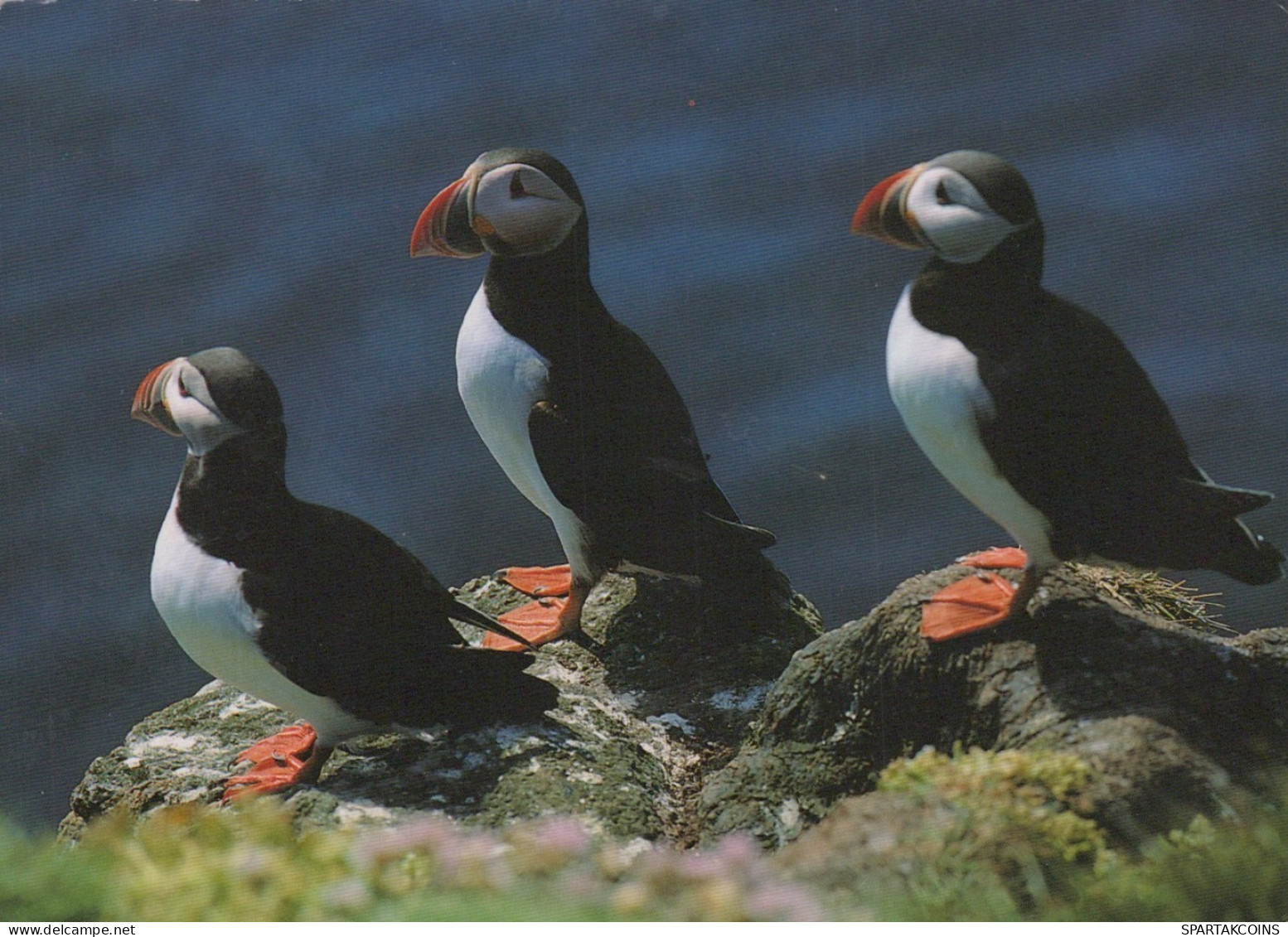 OISEAU Animaux Vintage Carte Postale CPSM #PAM722.FR - Oiseaux