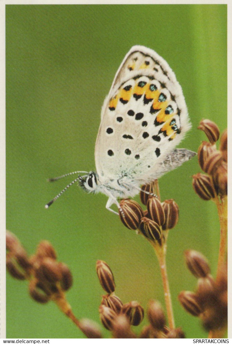 MARIPOSAS Animales Vintage Tarjeta Postal CPSM #PBS448.ES - Papillons