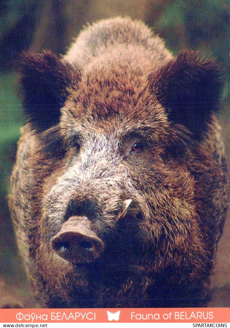 CERDOS Animales Vintage Tarjeta Postal CPSM #PBR783.ES - Pigs