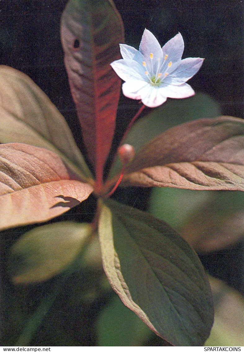 FLOWERS Vintage Ansichtskarte Postkarte CPSM #PAS435.DE - Flowers