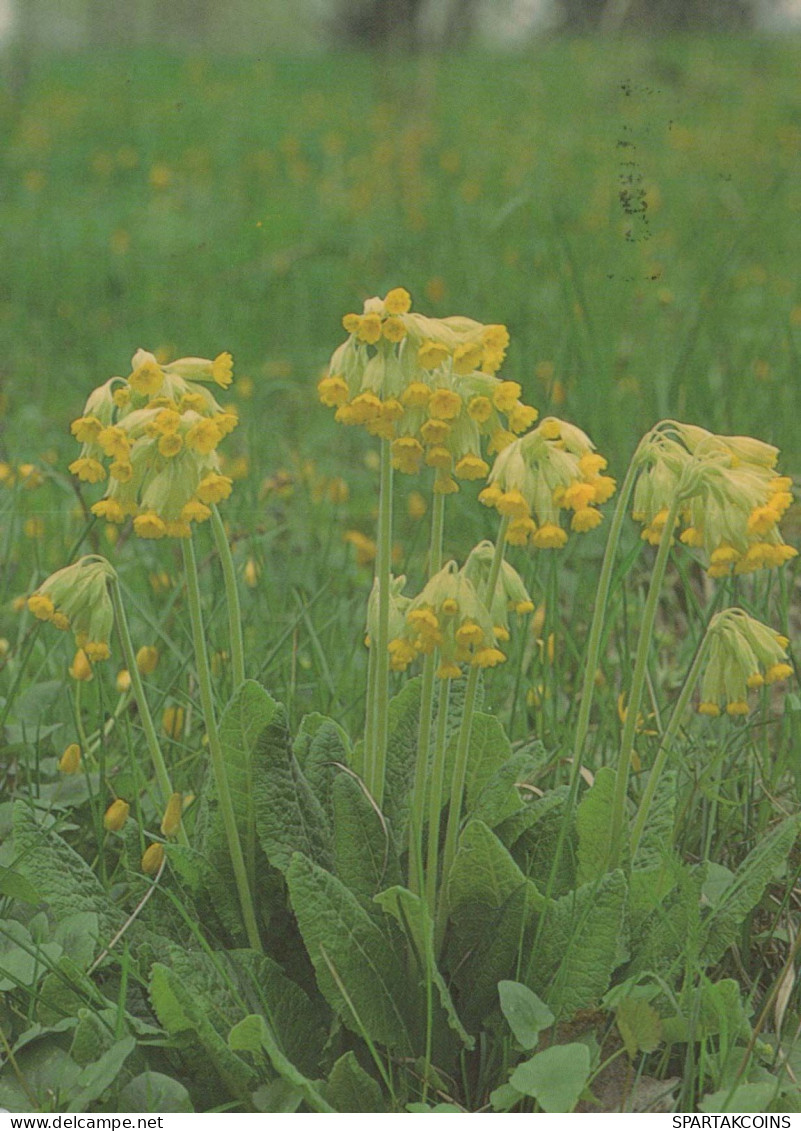 FLOWERS Vintage Ansichtskarte Postkarte CPSM #PAR474.DE - Flowers