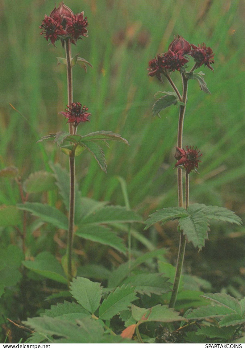 FLOWERS Vintage Ansichtskarte Postkarte CPSM #PAR534.DE - Flowers