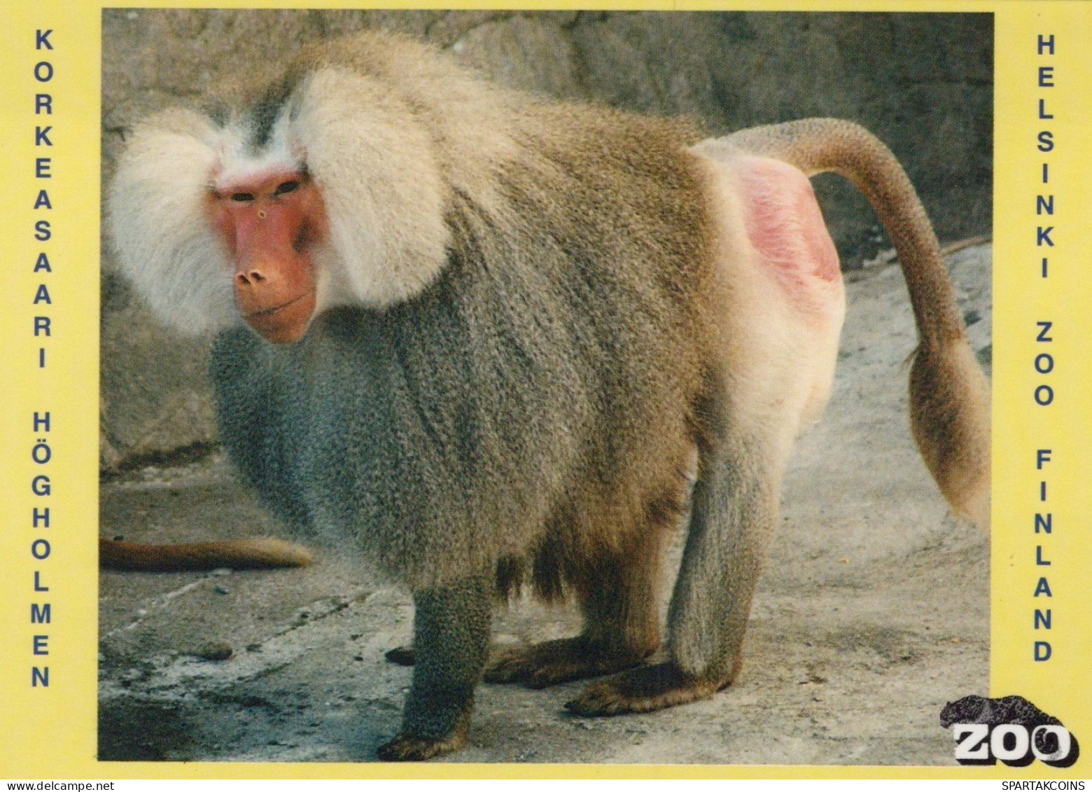 AFFE Tier Vintage Ansichtskarte Postkarte CPSM #PAN991.DE - Monkeys