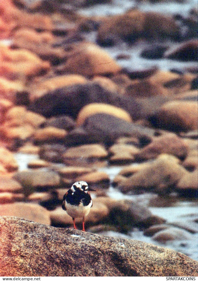 VOGEL Tier Vintage Ansichtskarte Postkarte CPSM #PAN277.DE - Oiseaux