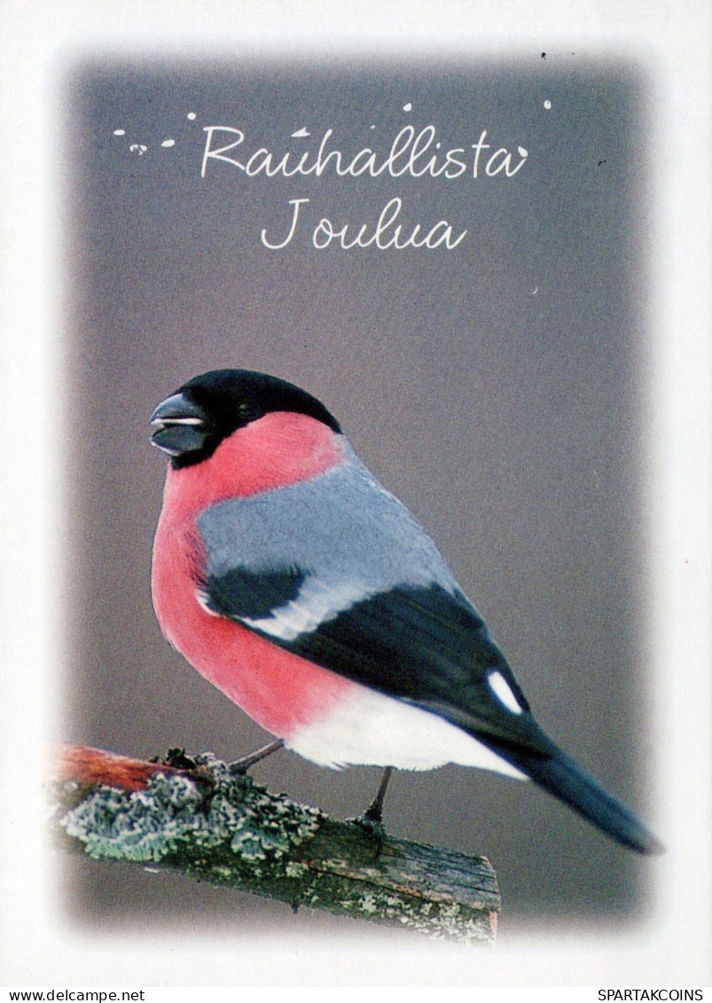 VOGEL Tier Vintage Ansichtskarte Postkarte CPSM #PAM658.DE - Birds